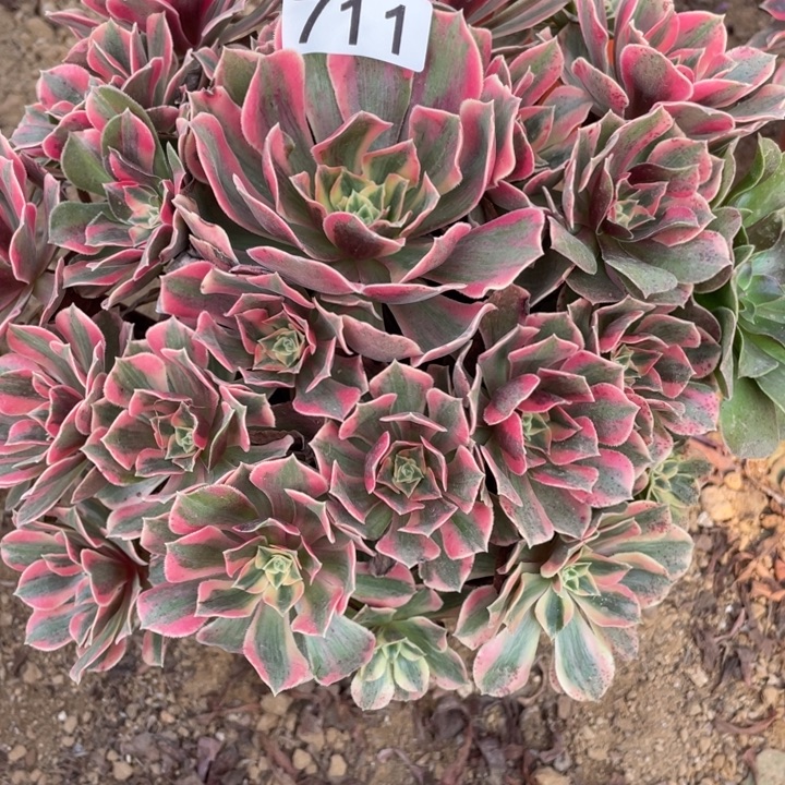 无花朵711女妖多肉植物