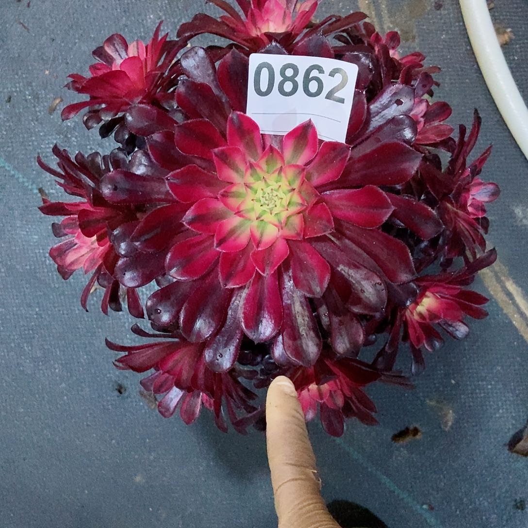 红陶0862黑铜白4多肉