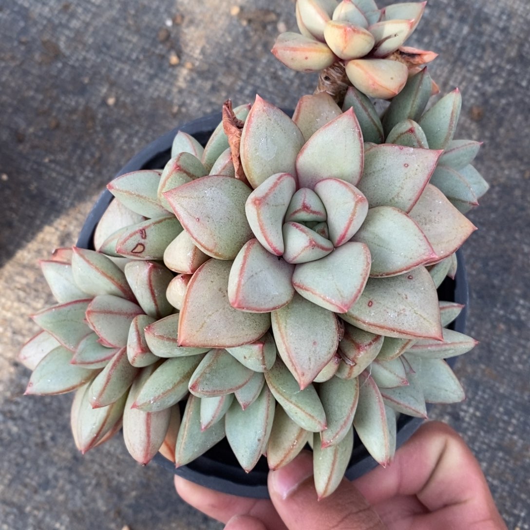 自助下单一物一拍多肉下滑有惊喜