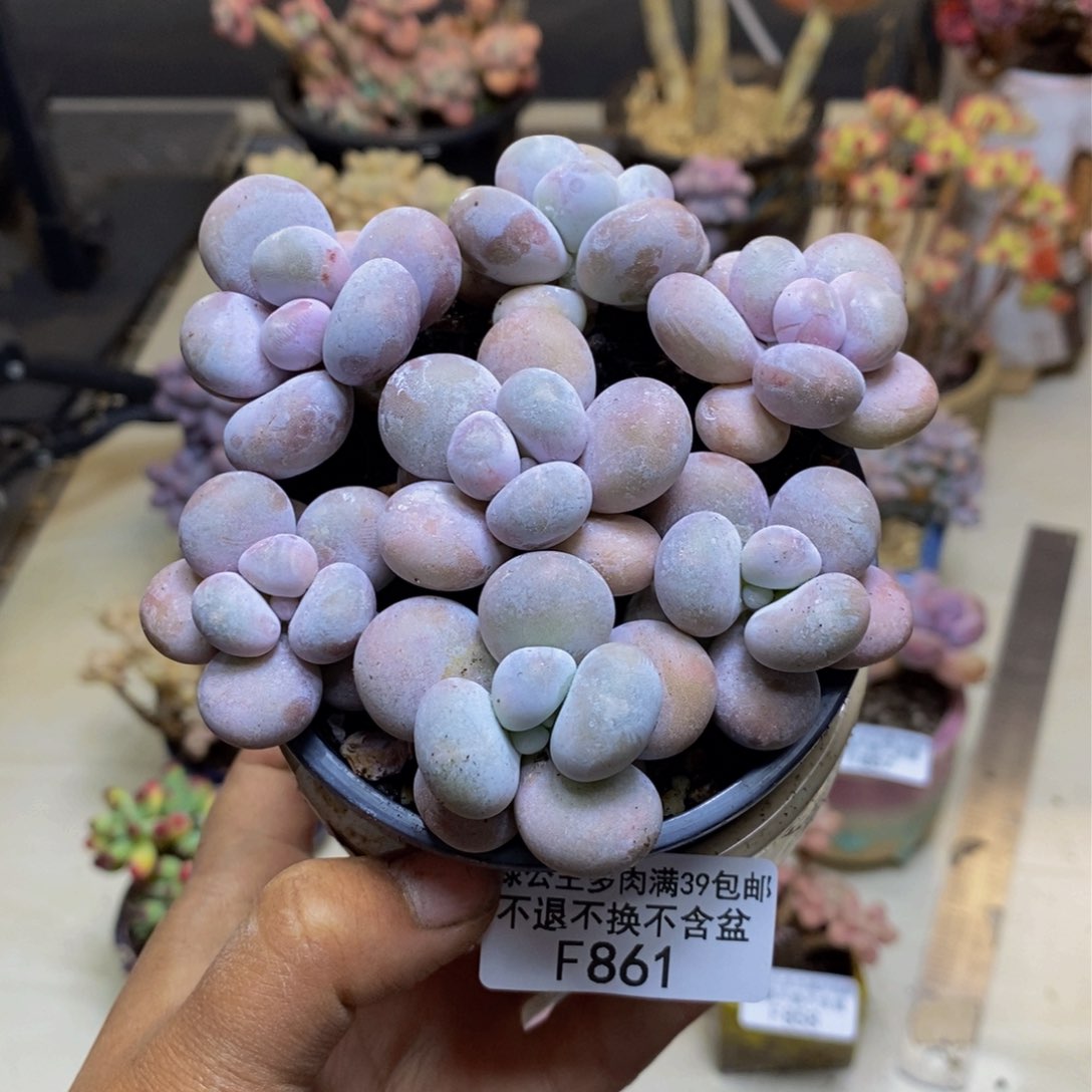 861芭比奶多肉散