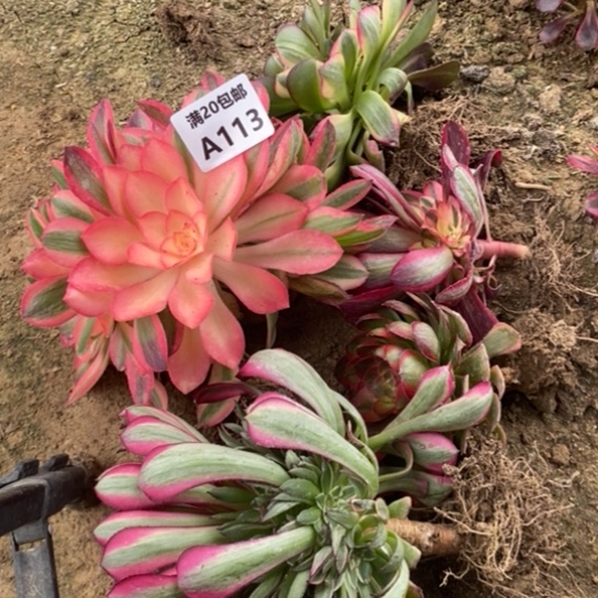 一组113多肉植物