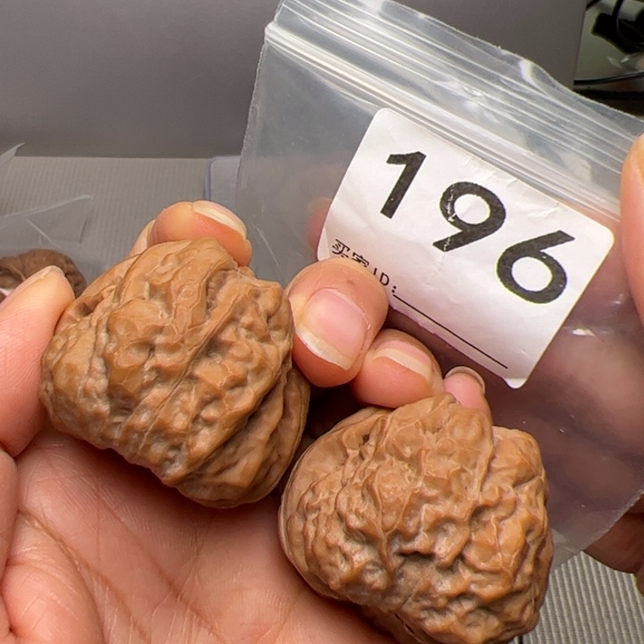 核桃全品40边43肚尺196号