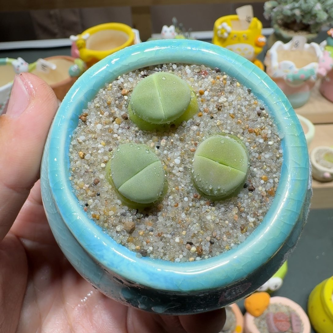 红陶蘑菇636绿春桃