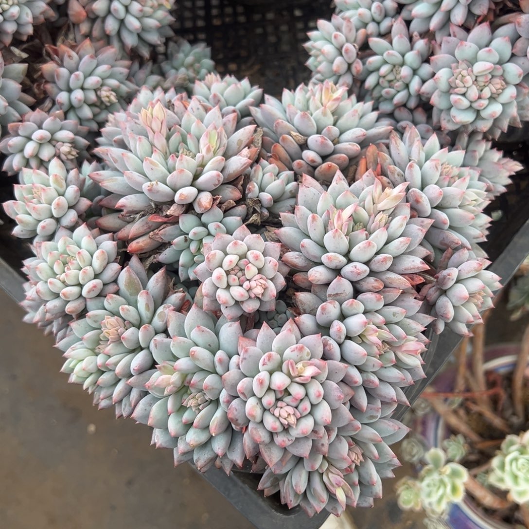 随***）精品多肉植物老桩