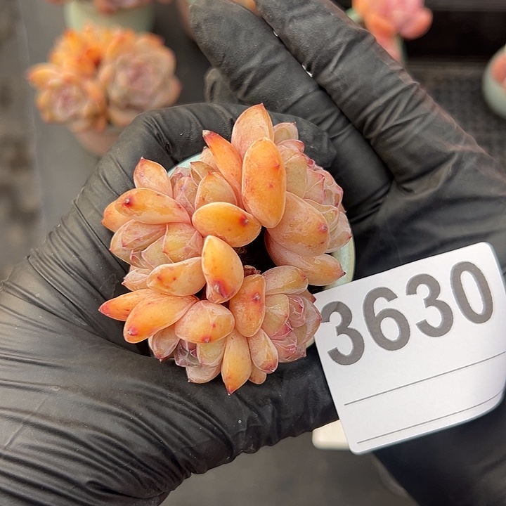 3630，五头星影带盆发的