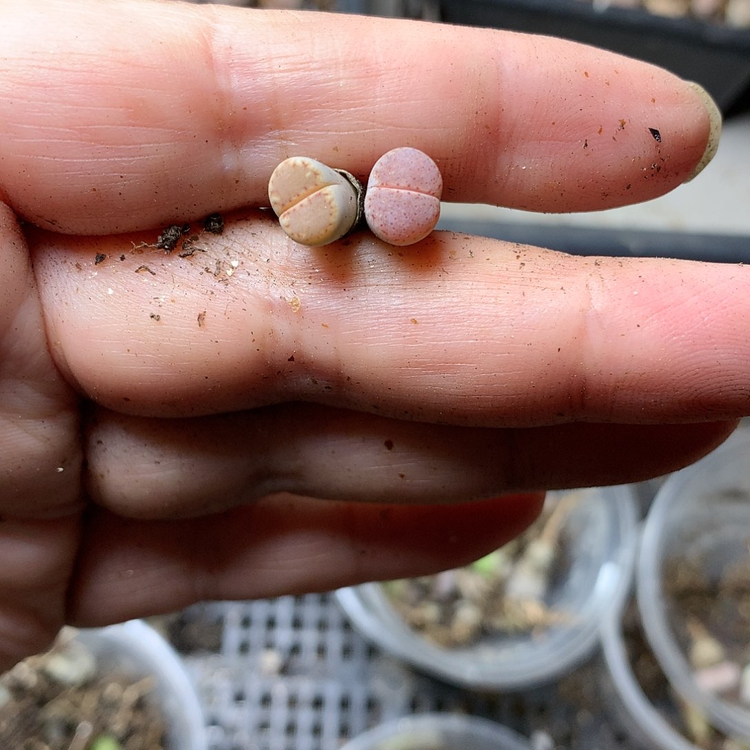 诺*B182多肉植物保护研究所