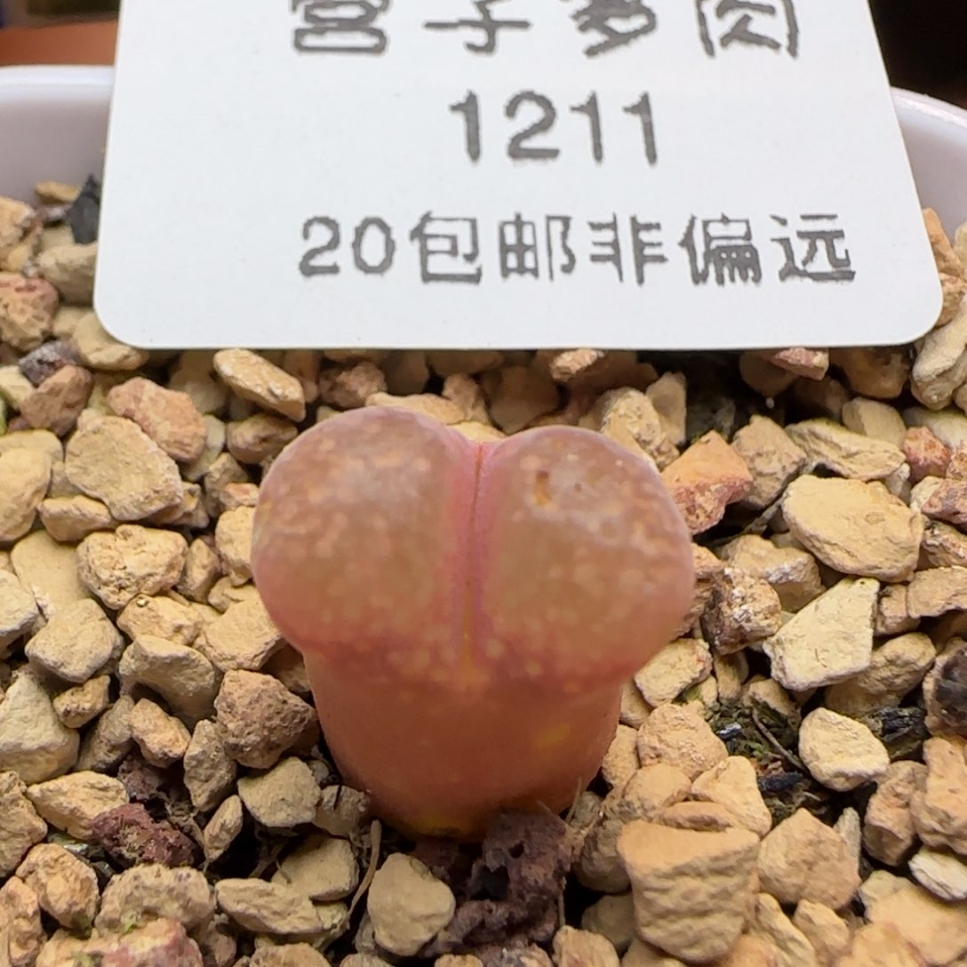 产地c10带盆土发货。        