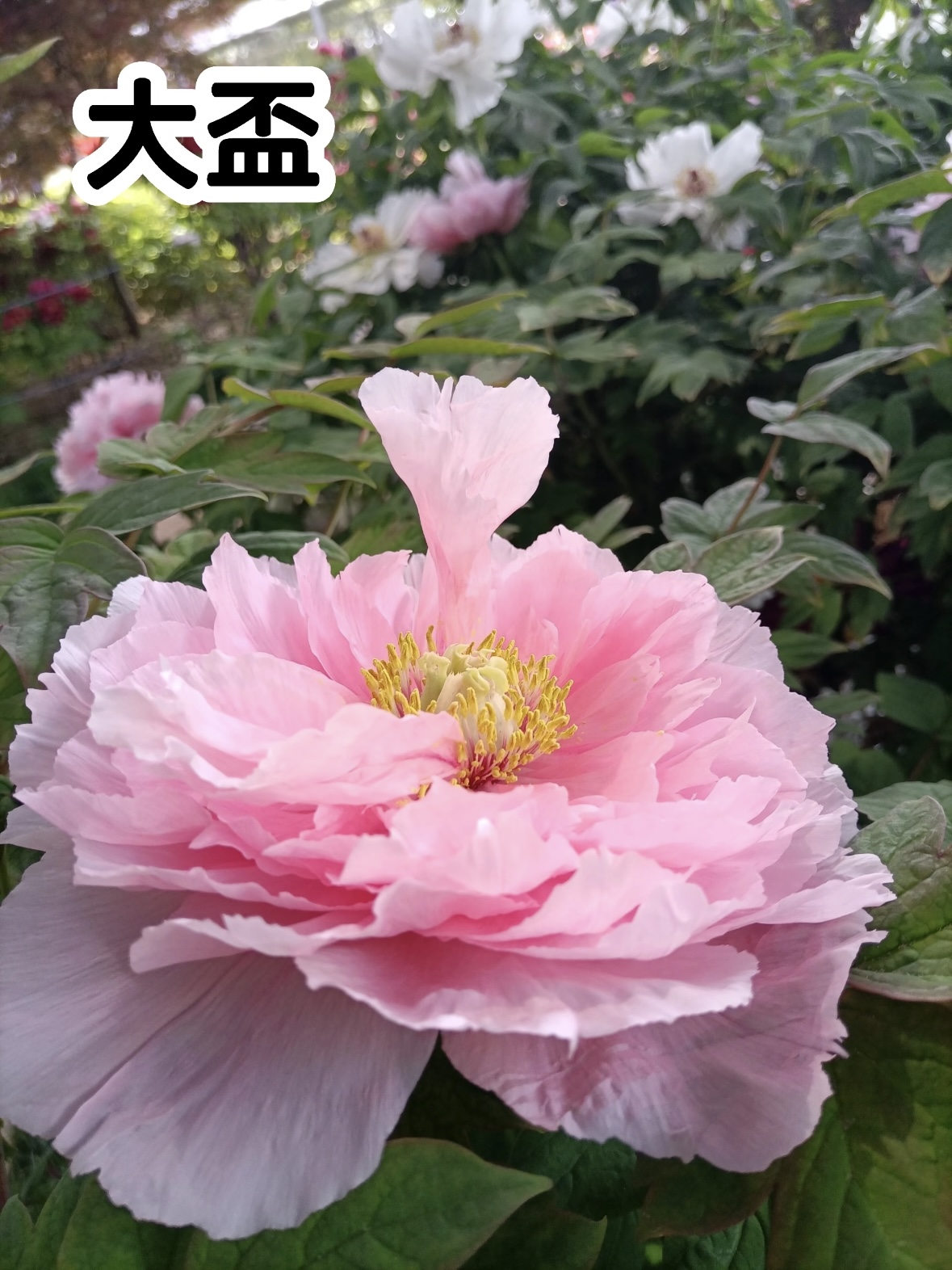 观赏牡丹【大盃】基地直发