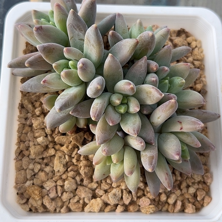 无纹阿蒂111111111