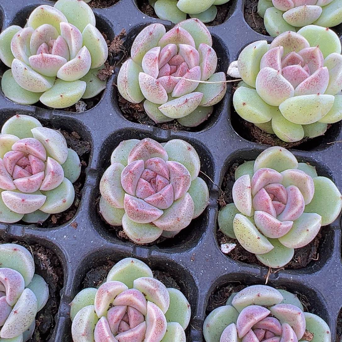 新水晶苗3颗多肉多肉