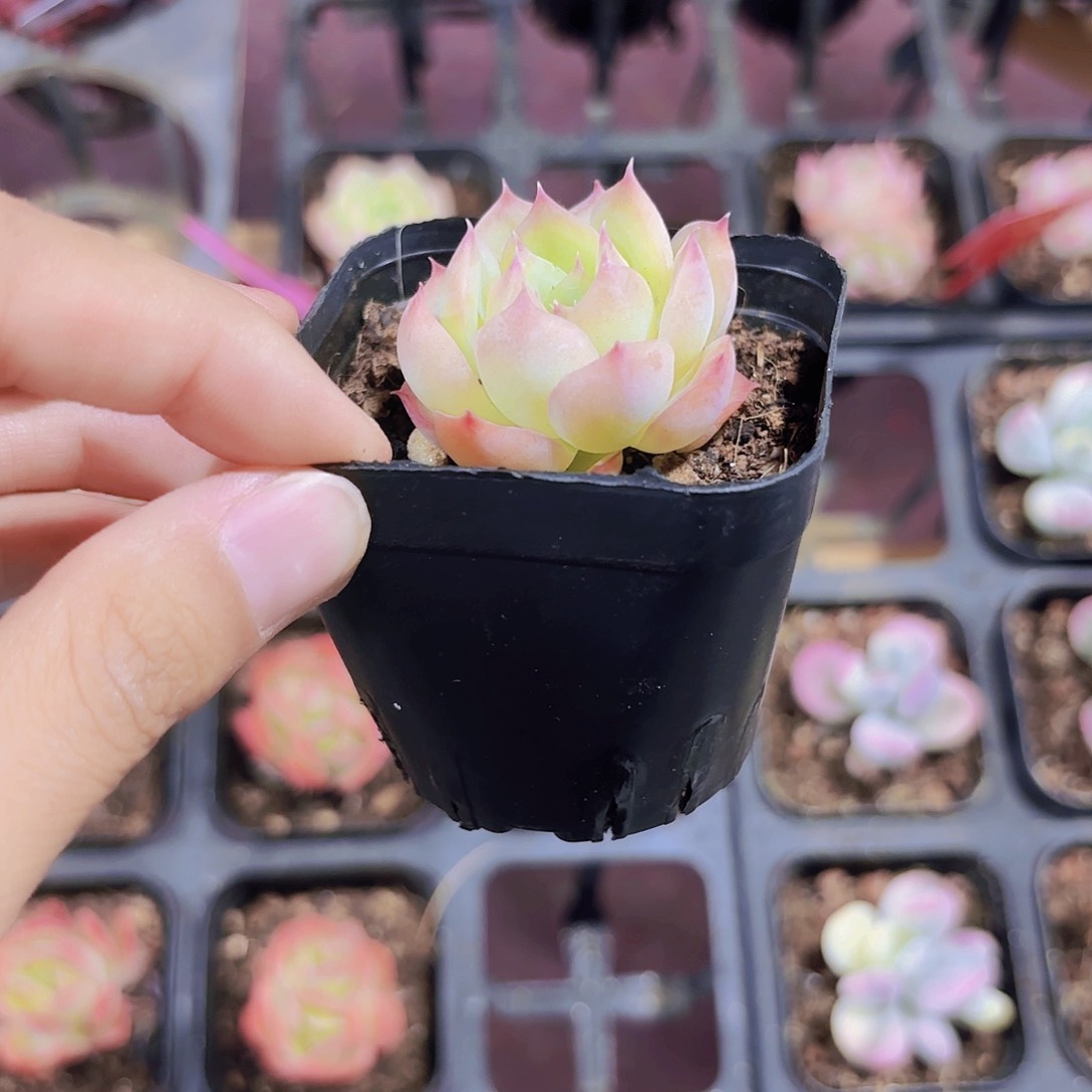 精品侧影多肉植物