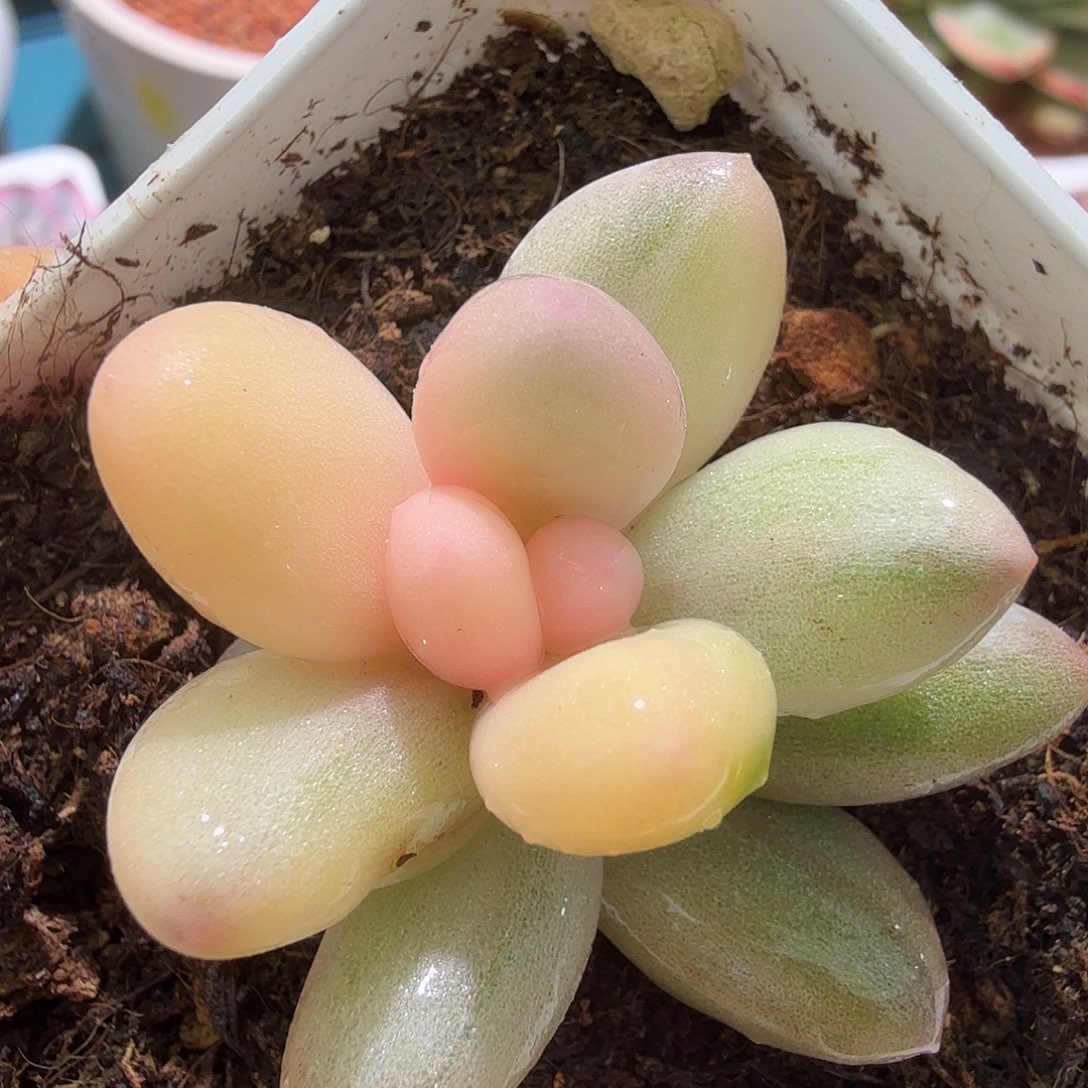 奶酪锦，多肉植物