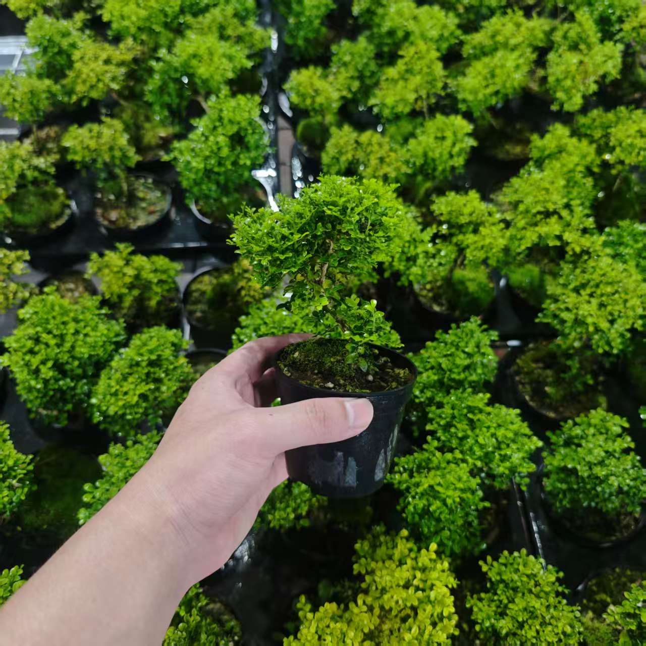 【达摩九里香】高贵稀缺好养阳台绿植盆栽盆景