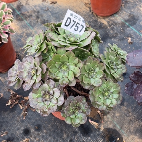 757花月夜不包断枝