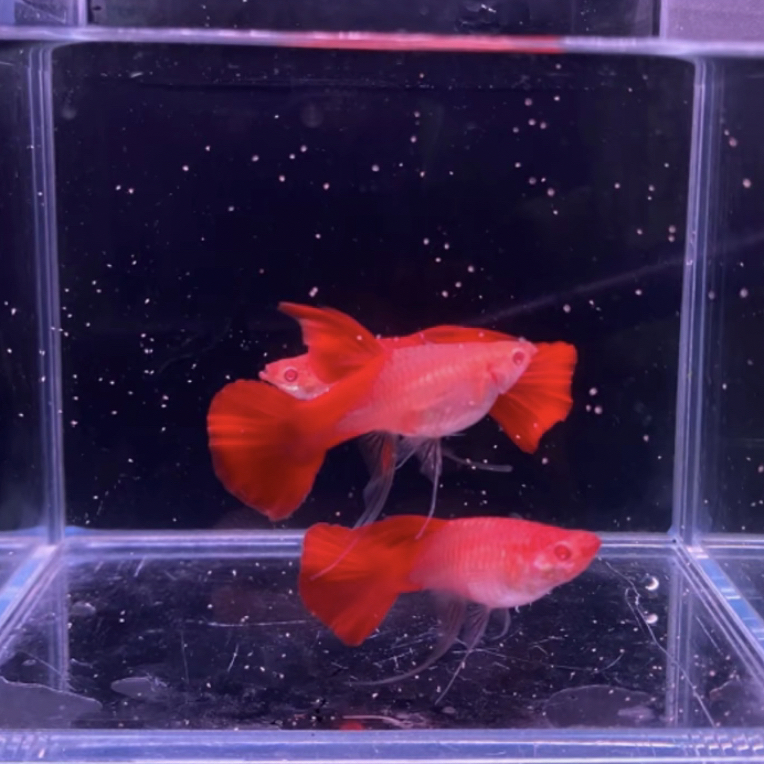 美系大背血红缎带大肚孔雀鱼热带观赏鱼好养耐活易繁殖