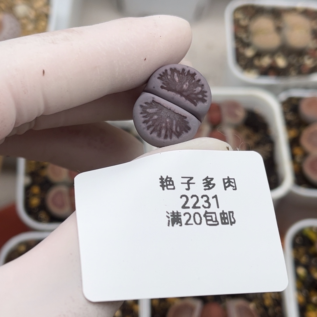 一***~2231号一棵紫菊发货