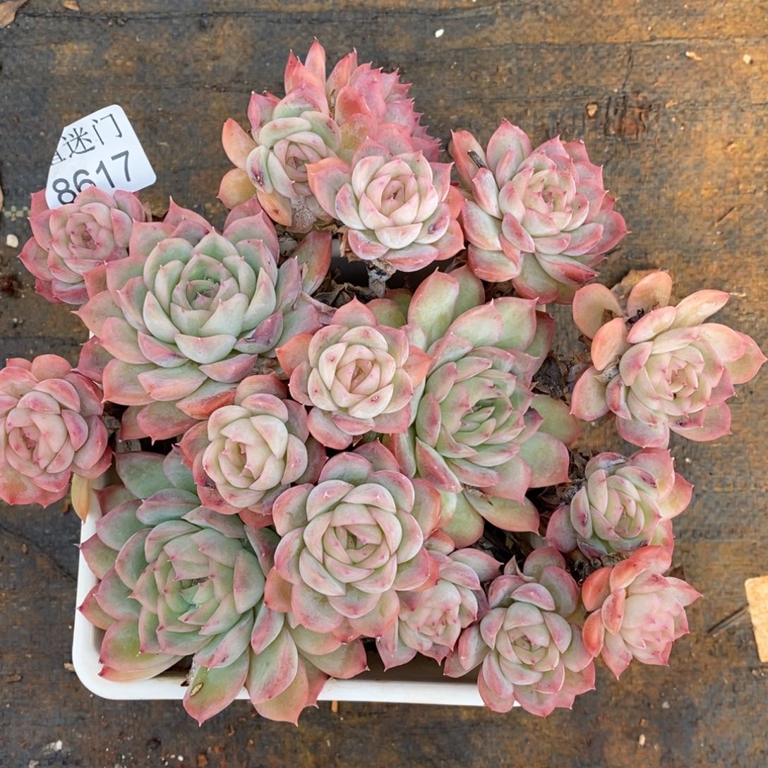 哈****不售后~8617~16厘米