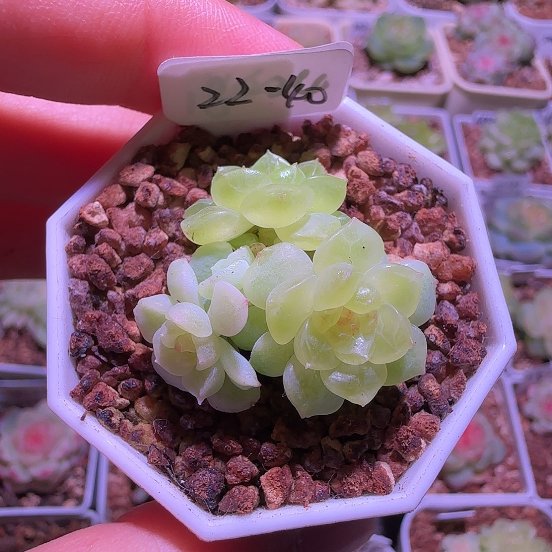 22-40福利甜心纸鸢四头带崽群生不包整