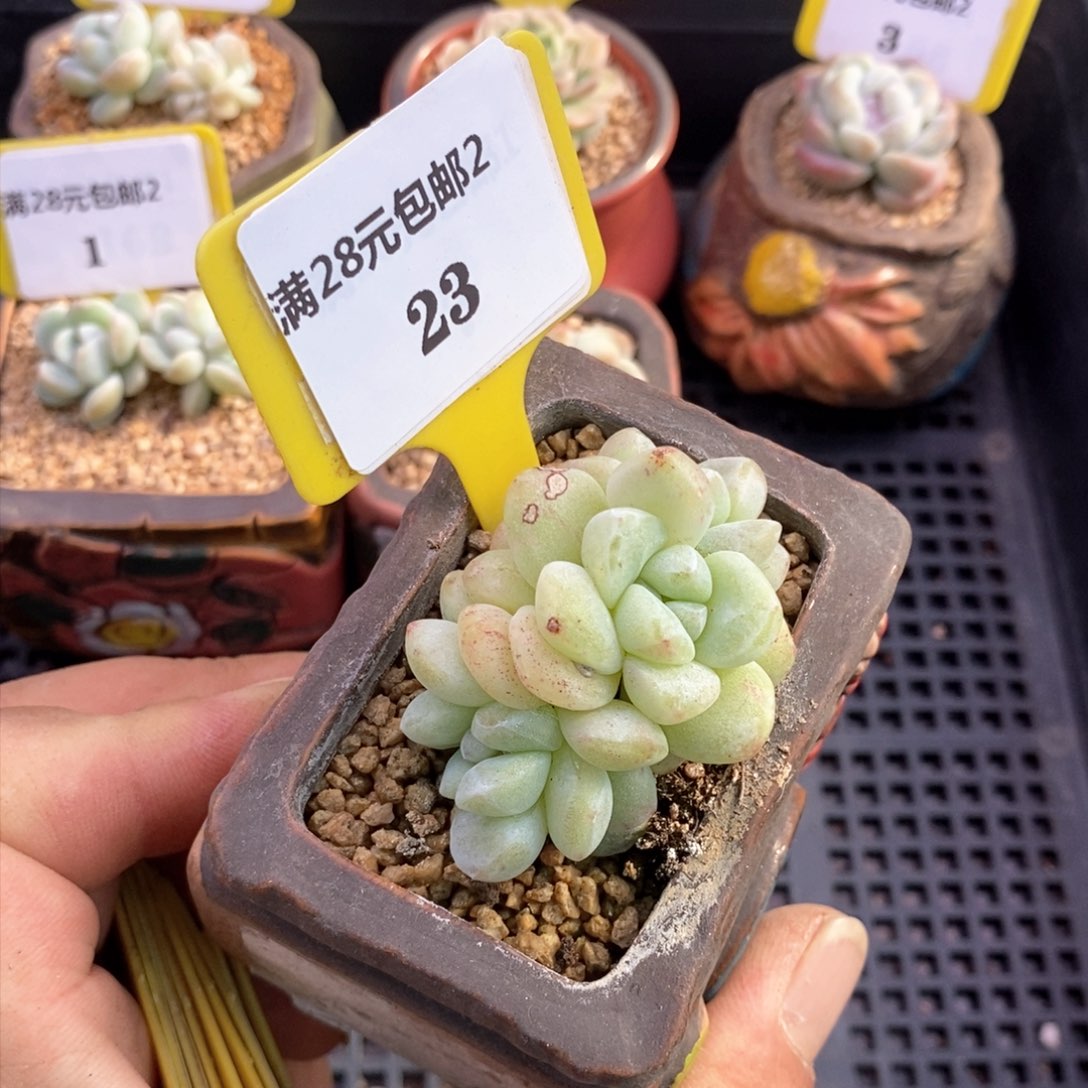 223冰玉朵朵精控多肉