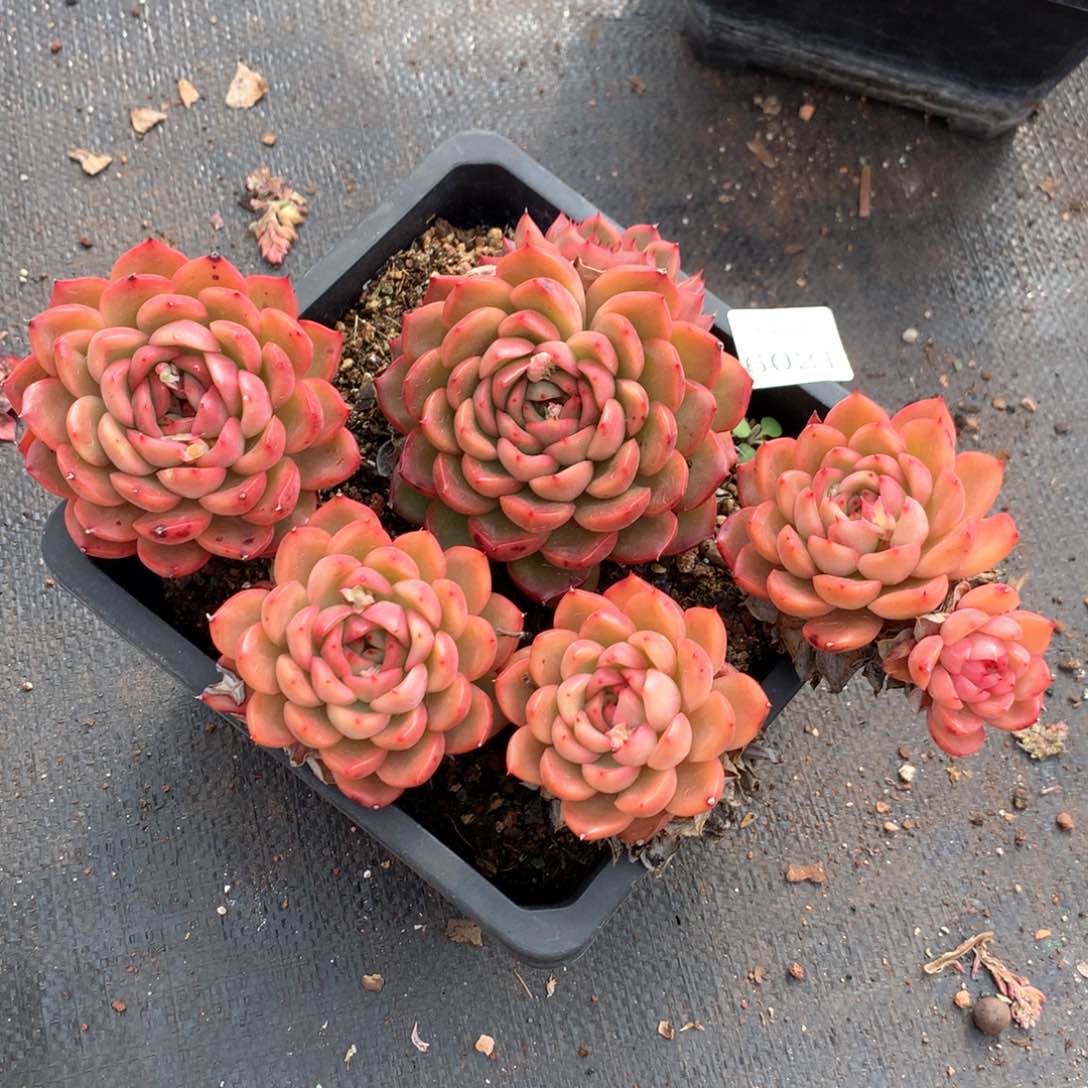 ?**?6021不包掉头整散处理