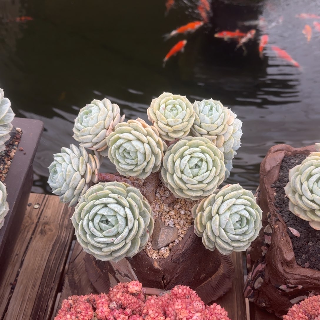 英***多肉植物多肉植物