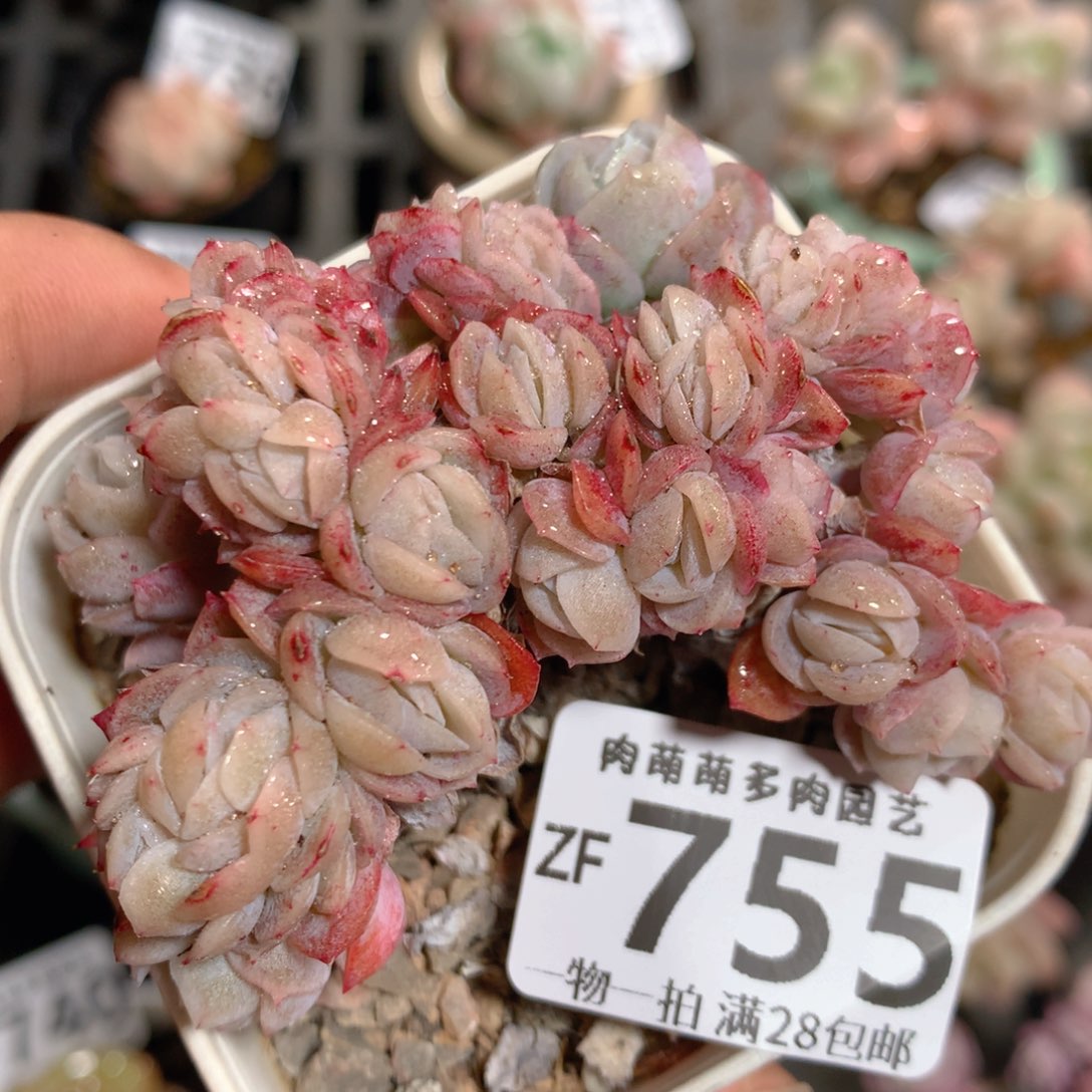 5CM拇指盆精控多肉ZF755