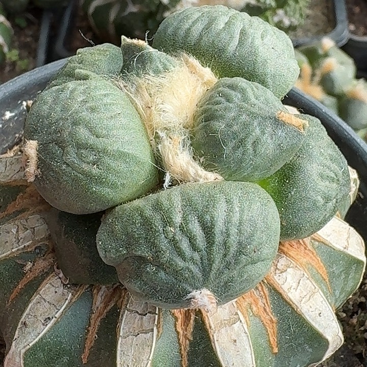 无花朵苗接蛋尤007