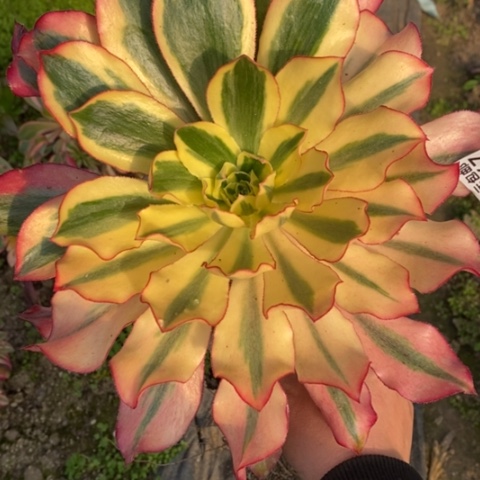 967嫁接魅影满25包邮多肉