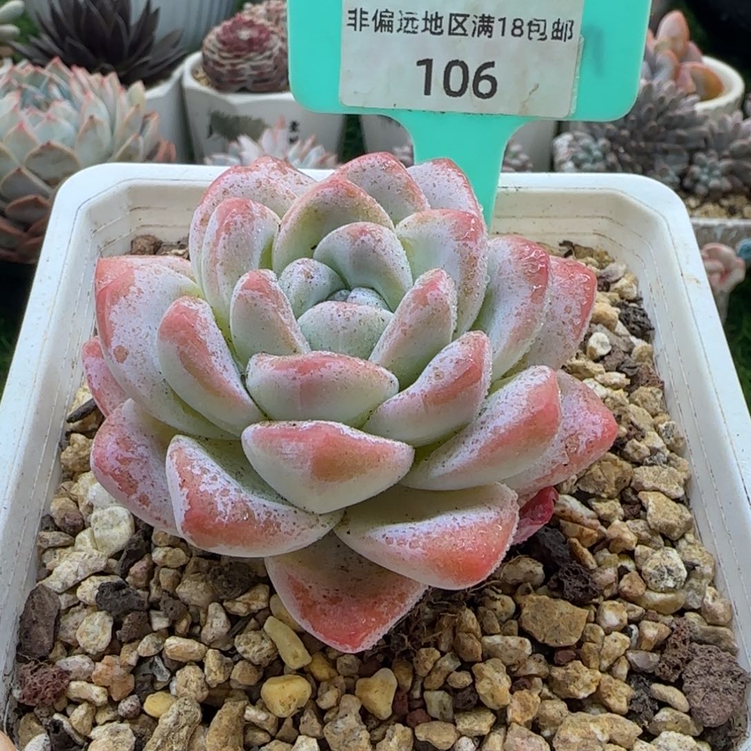 唐二姐多肉编号106