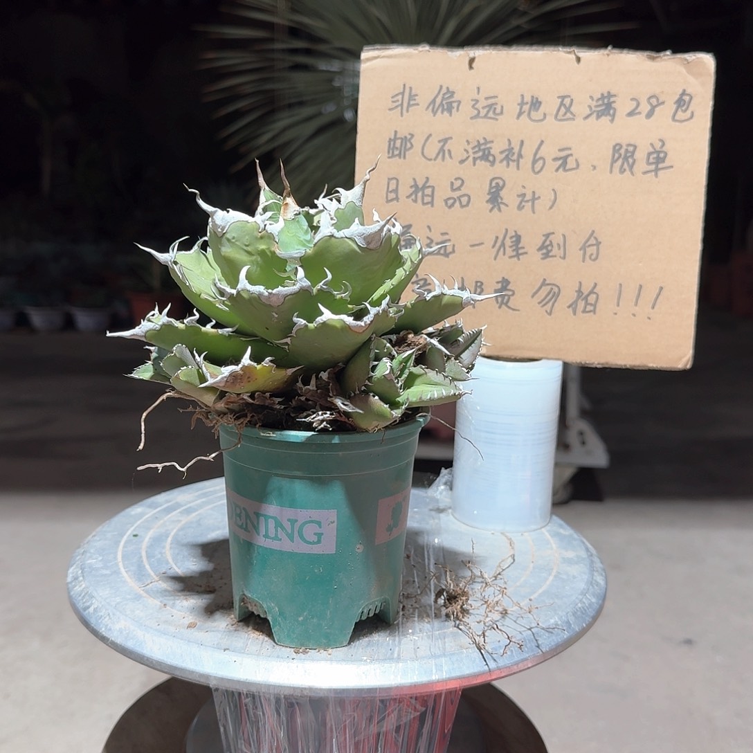 完全开放夕映仁王冠龙舌兰