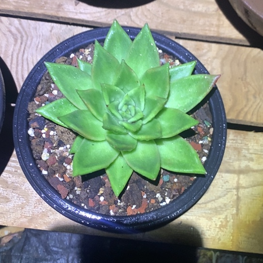 美肉特价活动开始啦