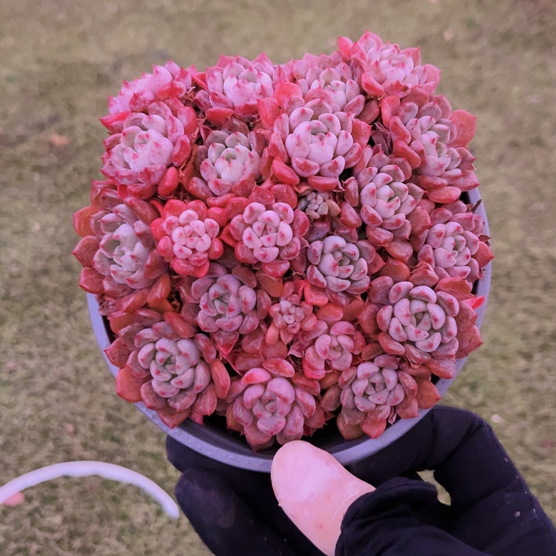 12.5公分99999999999