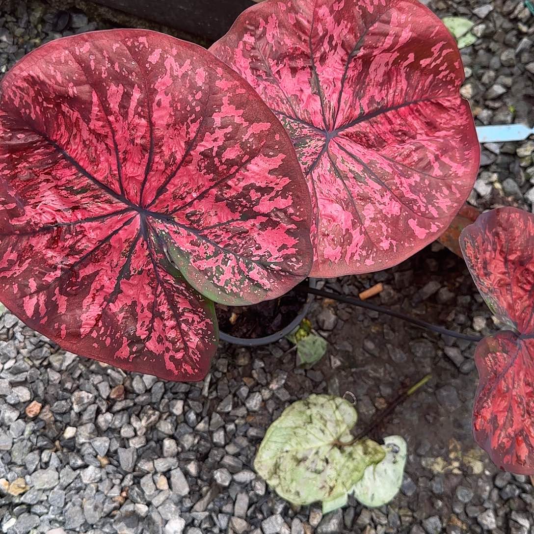 完全开放裸根脱土发