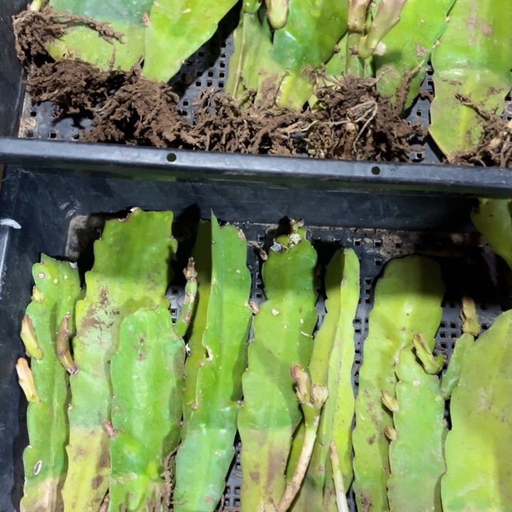 当前无花栽培后可以开花8苗5色以上