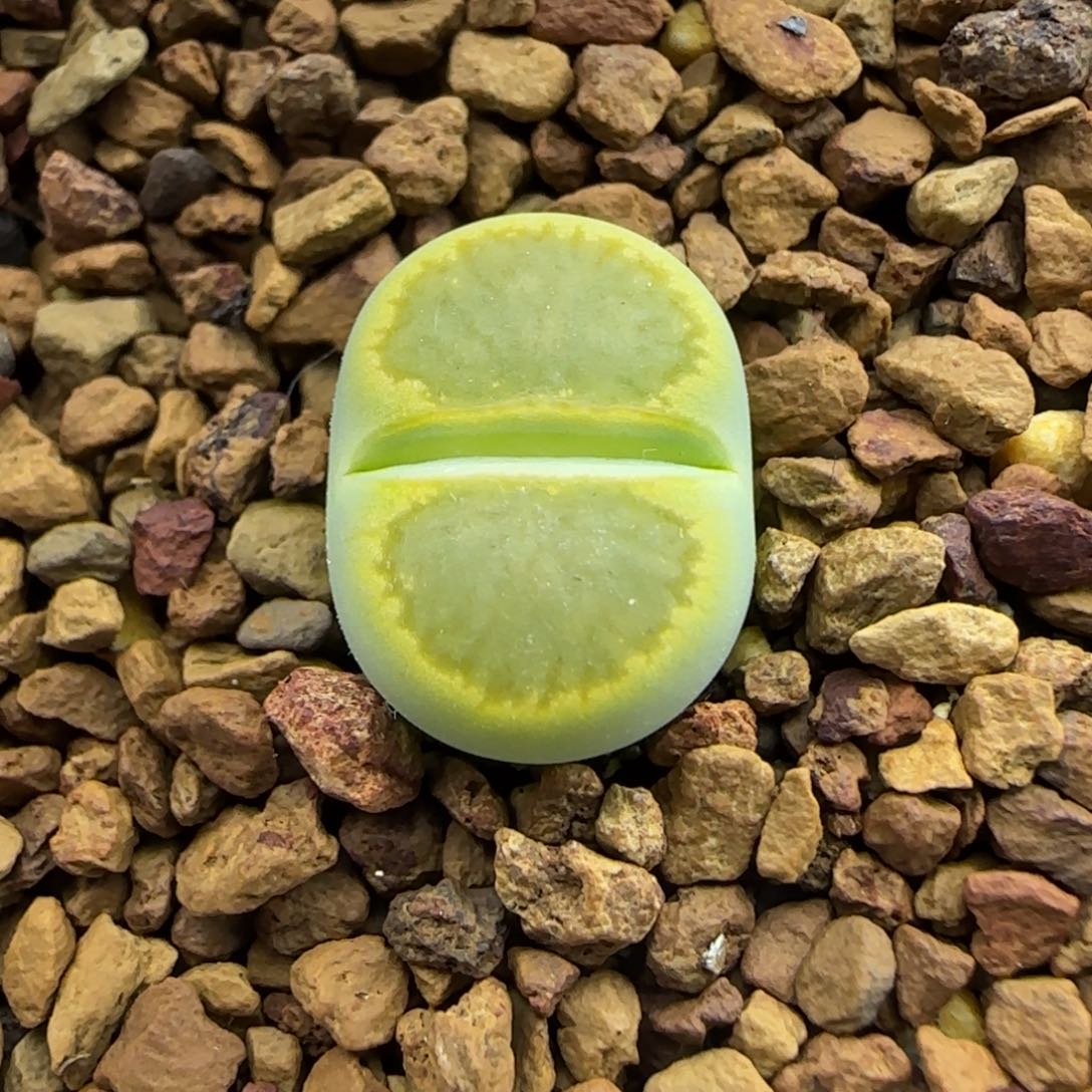 962 生石花大棚直播