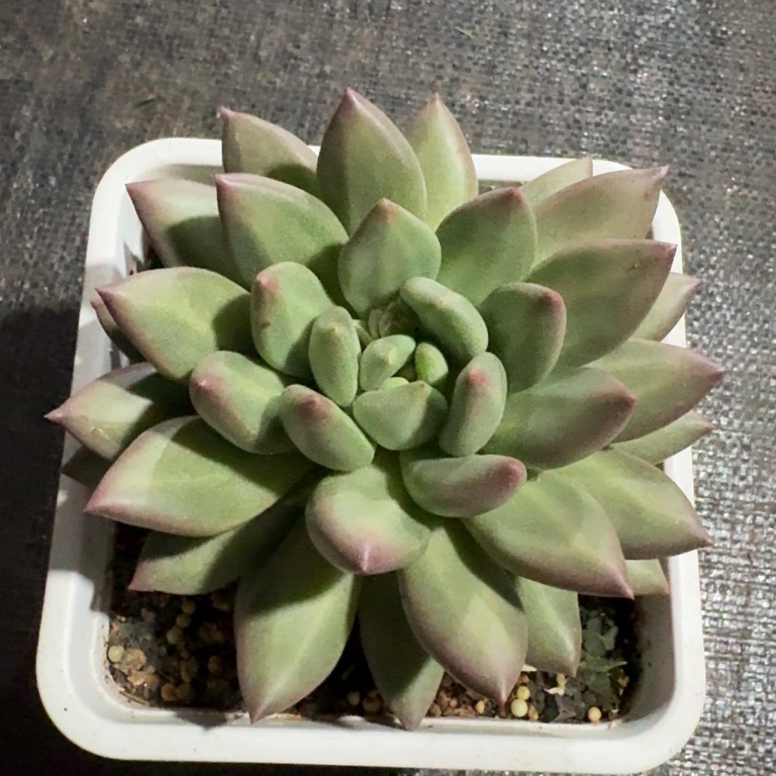 米其林大单头。     