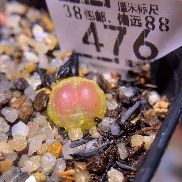 绝绝子生石花476