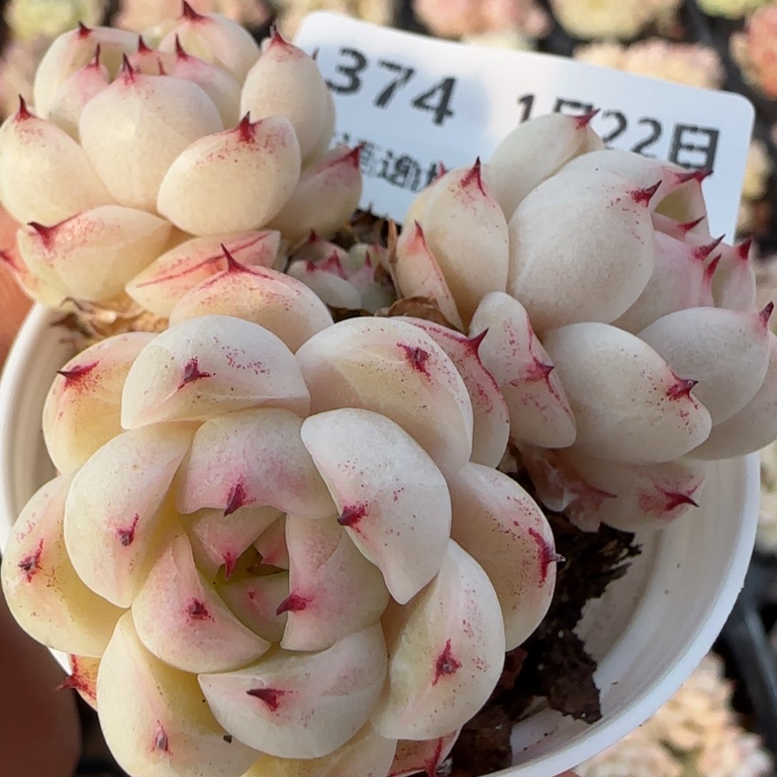 花语逸境0122-374