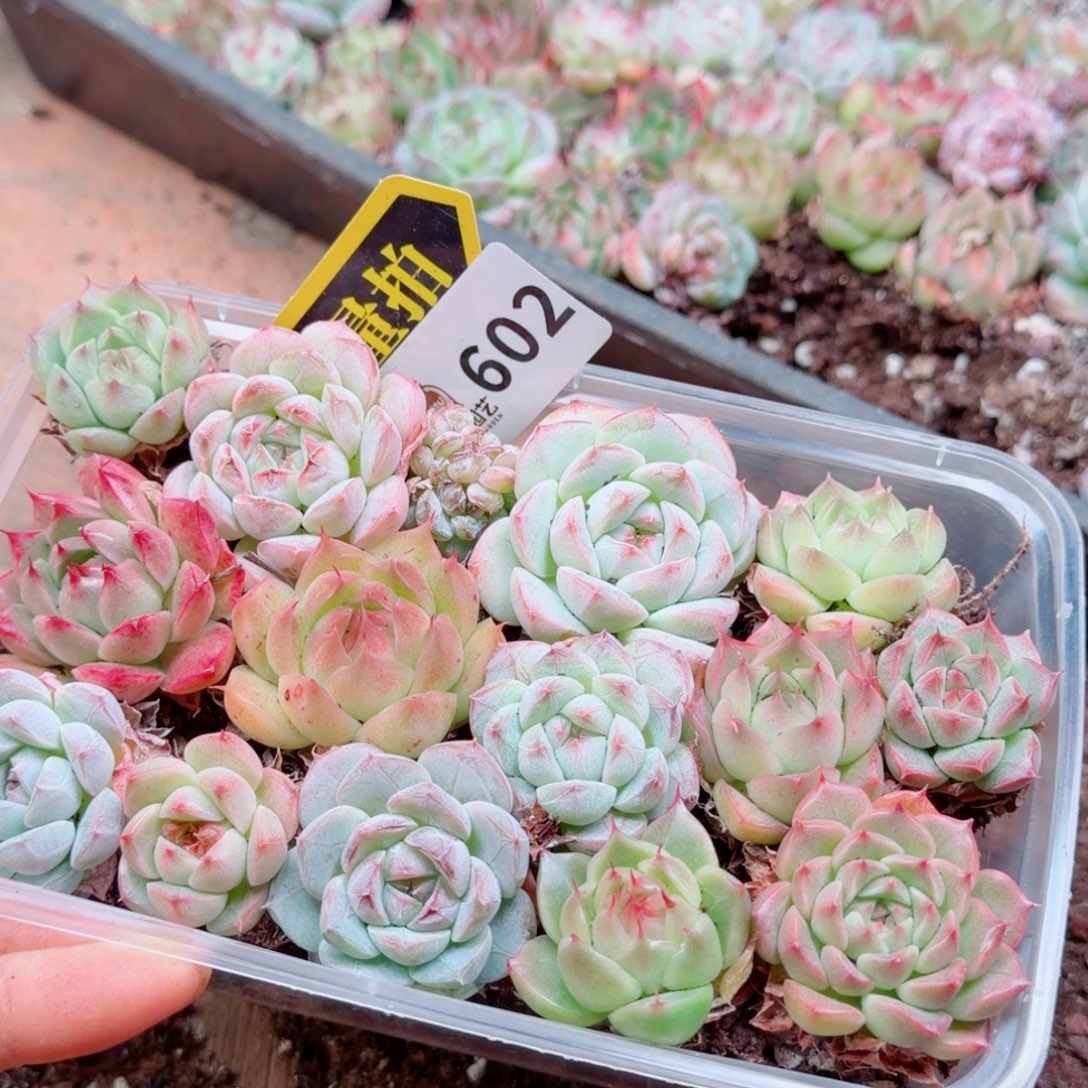 多肉植物多肉植物