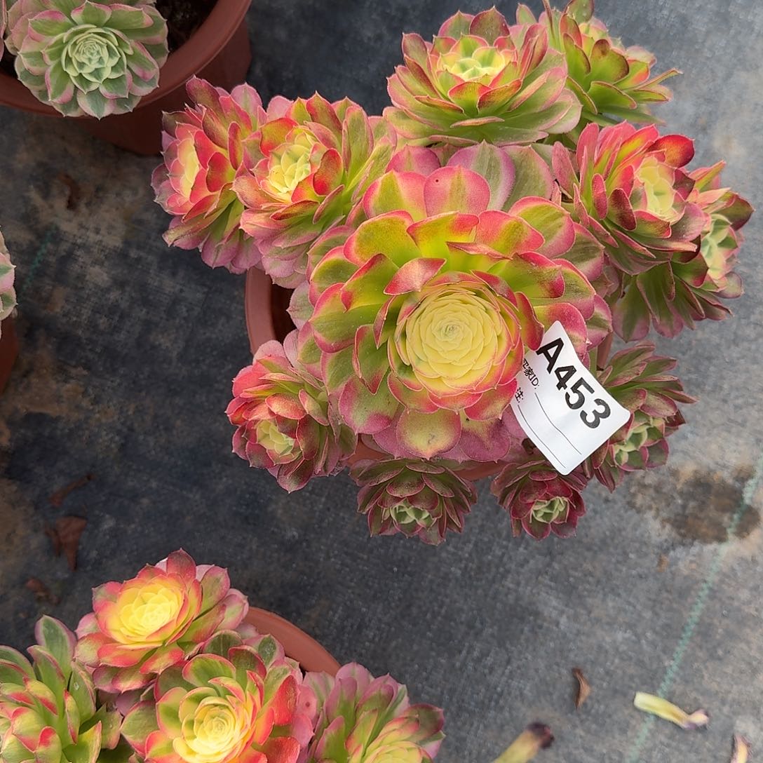 海仙多肉法师a453