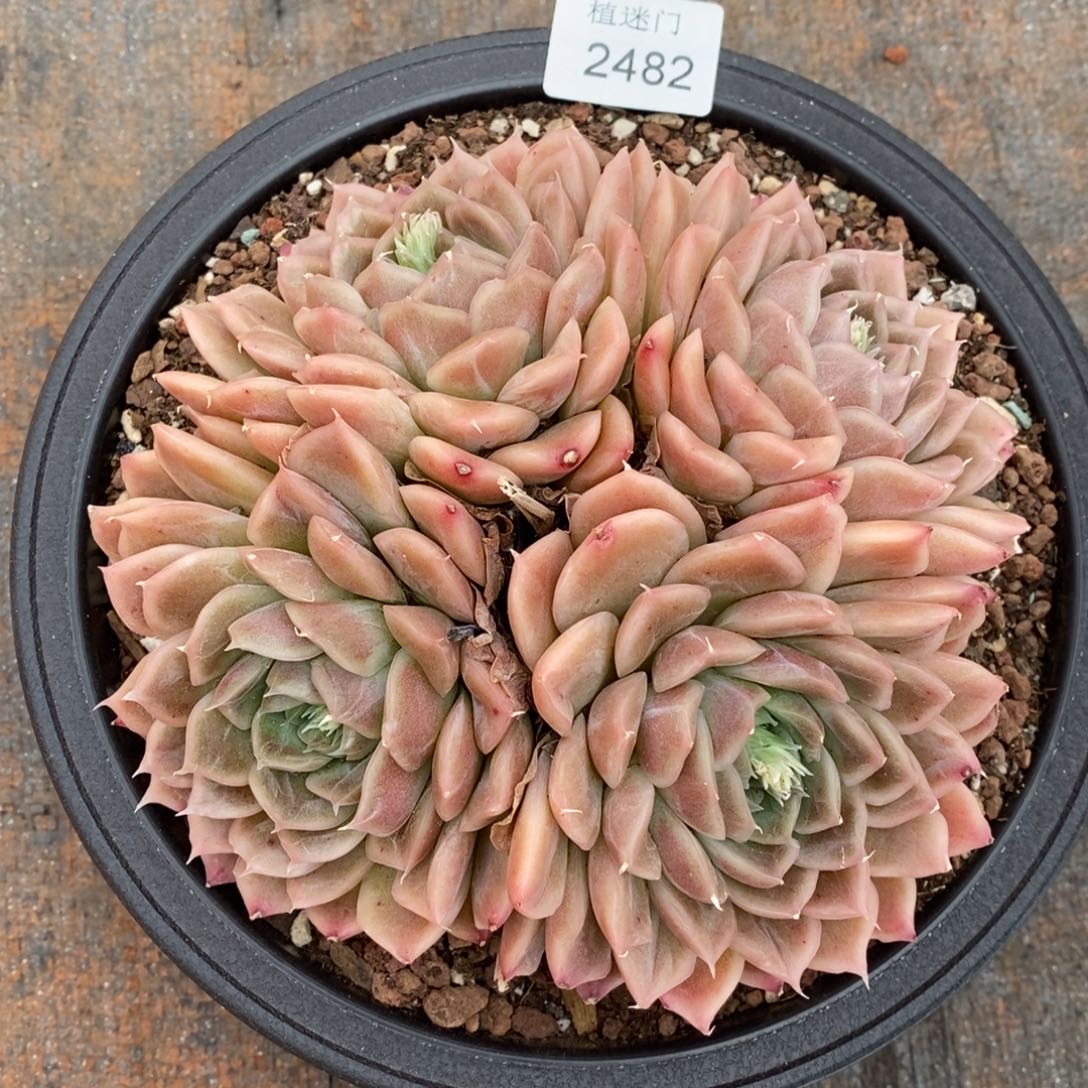 用****1杂交精品多肉2482