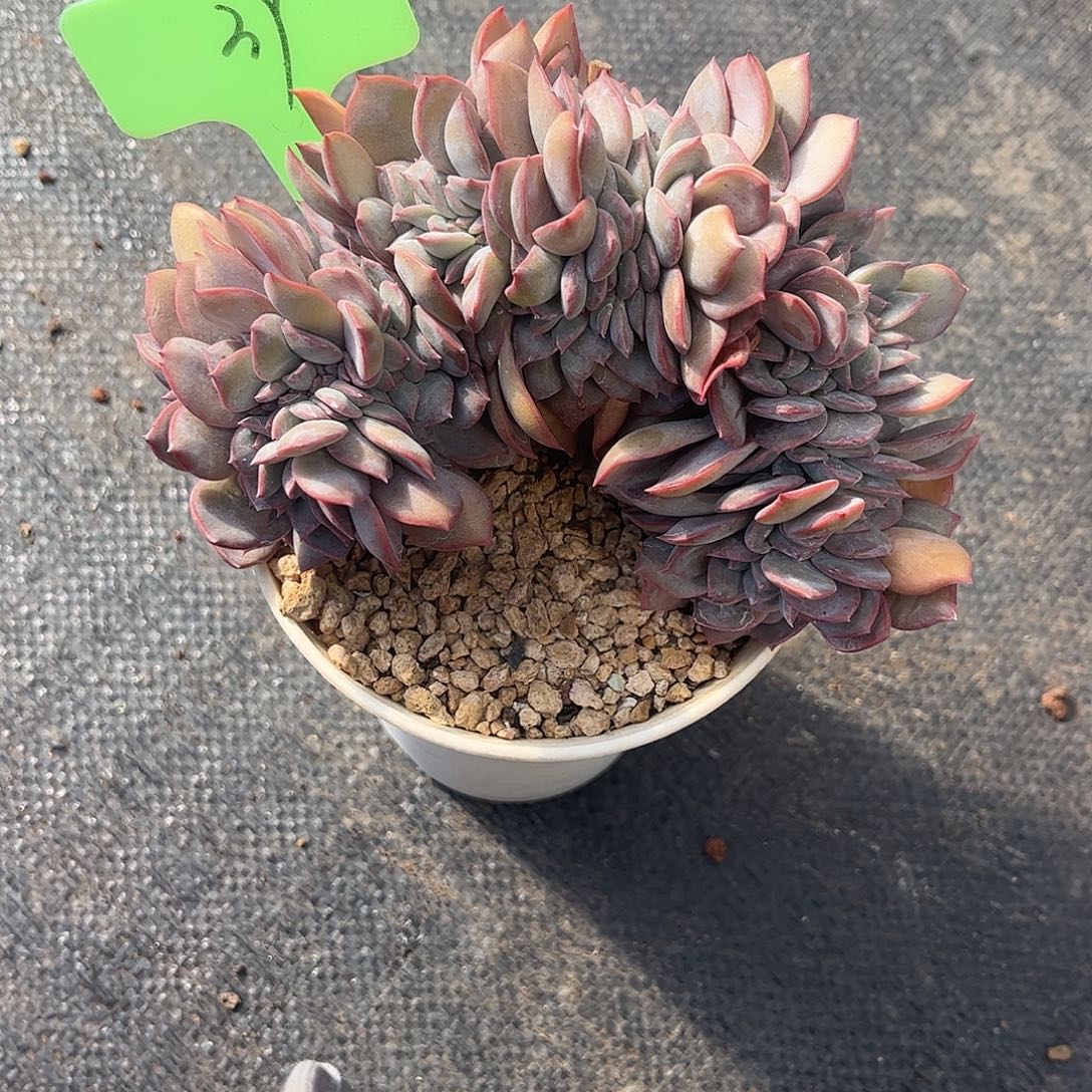 云****39提拉米苏缀化。  多肉 