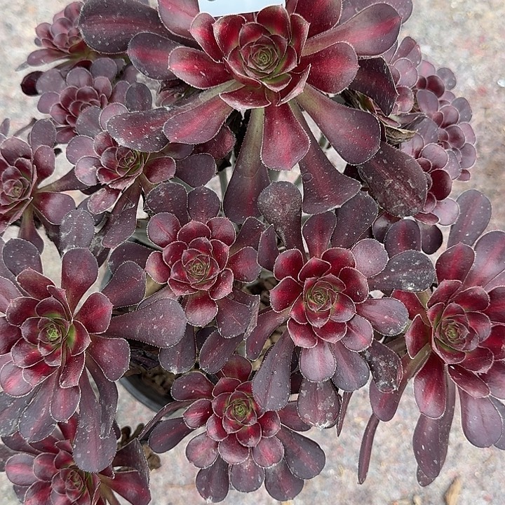 0722香奈儿中班多肉植物