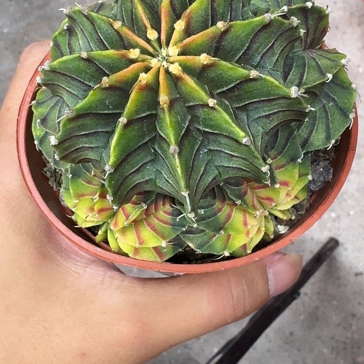于***美无花朵内骨哈哈哈哈哈哈哈