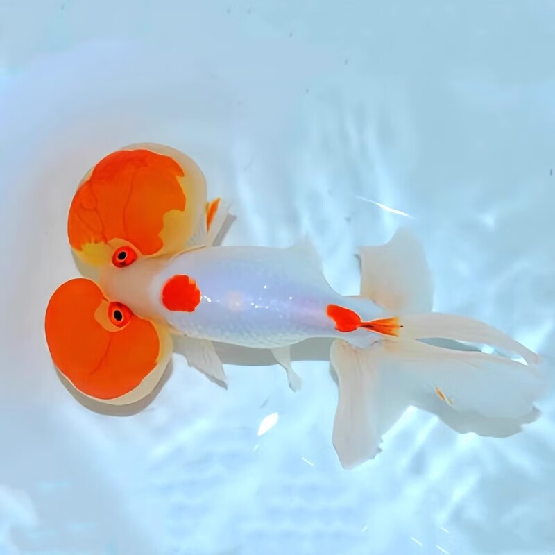 水泡冷水淡水鱼好养皮实6-7公分左右（6+2条备损）无视频不包路损