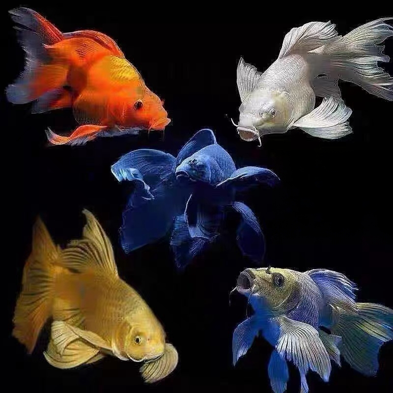 纯种球体石膏白蝴蝶锦鲤招财鱼贵妃蝴蝶鲤冷水长尾淡水鱼观赏鱼