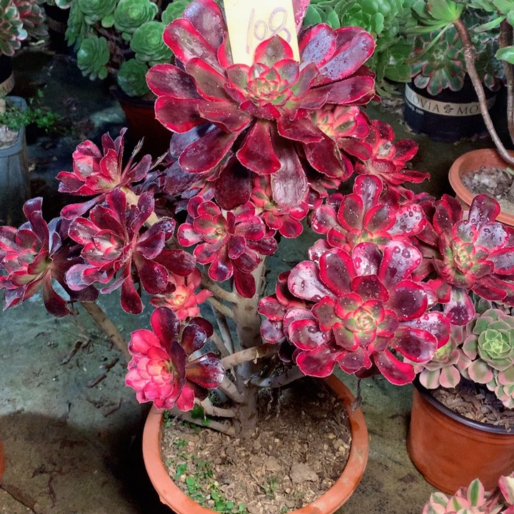 108香奈儿多肉一物一拍