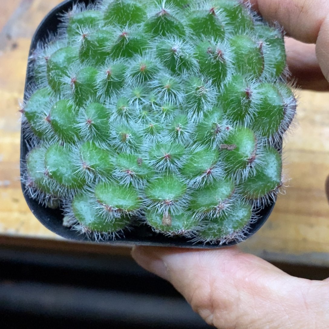 精品多肉一物一拍不包整120