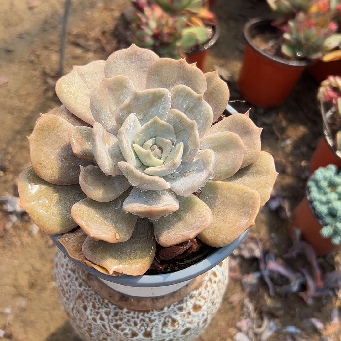 多肉植物多肉植物