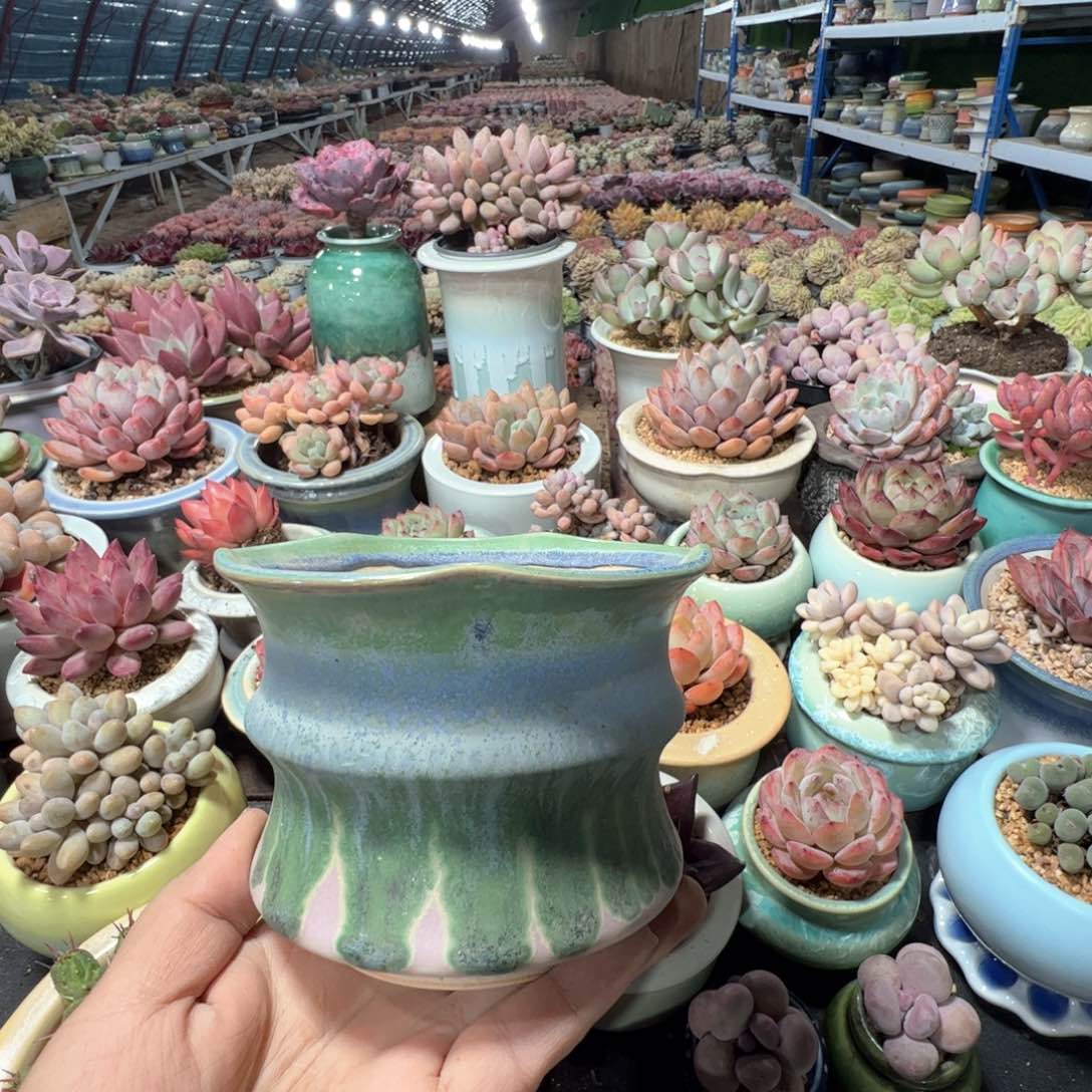 凑满50发货 内口10